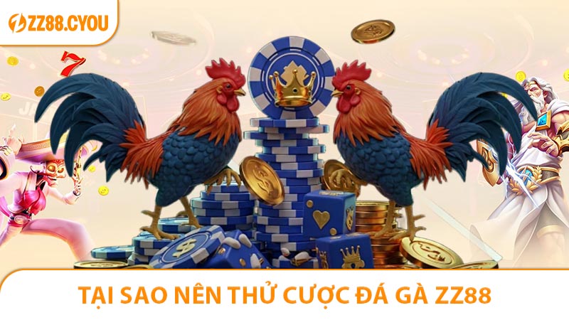 Tại sao anh em nên thử sức với sảnh Đá Gà ZZ88?